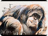SidMaurer_20120604_Orangutan2