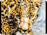 SidMaurer_20140121_Cheetah03_LowRes